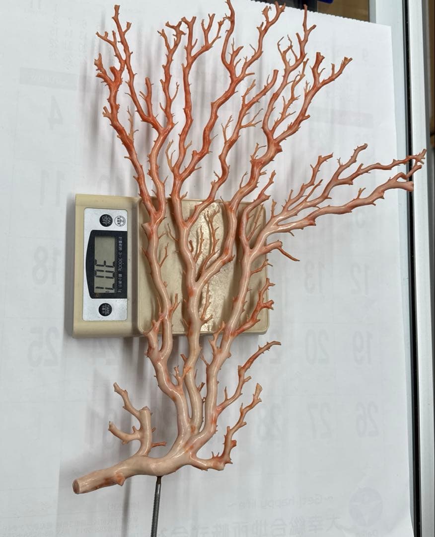 珊瑚　拝見　ゾロ