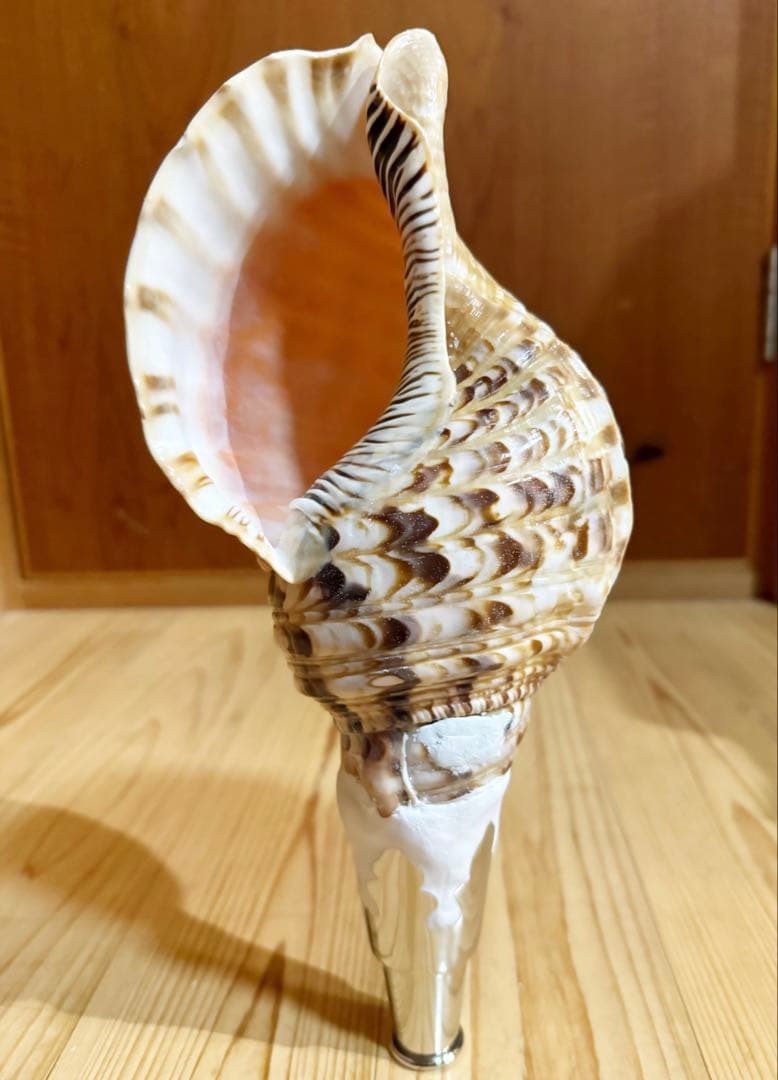コンパクト修験道法螺貝　山伏　密教　魔除け　熊よけ❣️ホラガイ　ほら貝