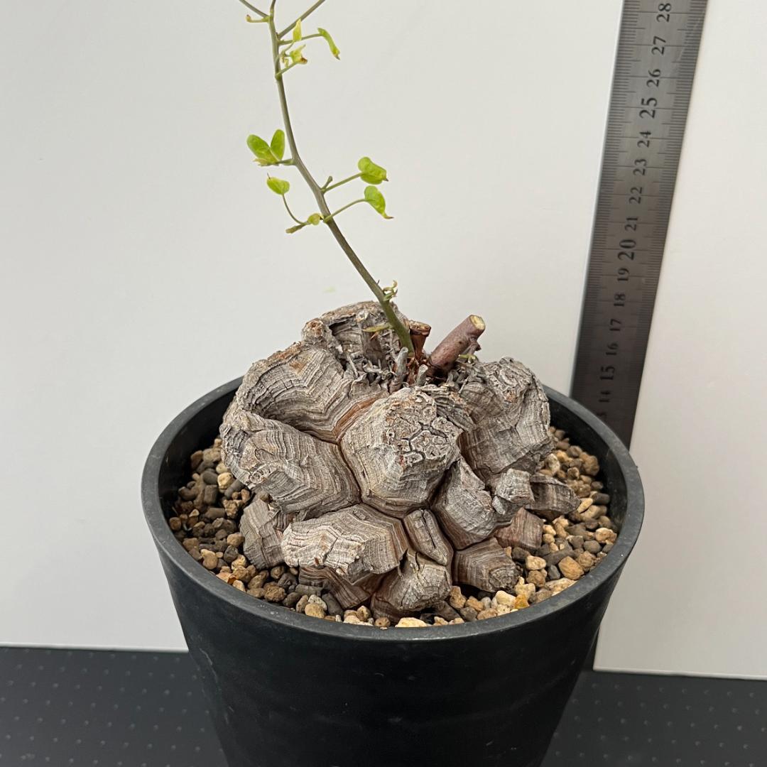 アフリカ亀甲竜 5号鉢