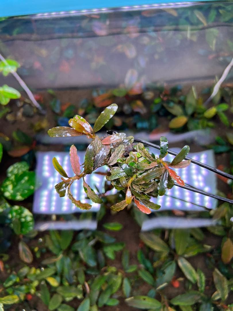 Bucephalandra sp. Varigata Pink 水中葉 6-7株