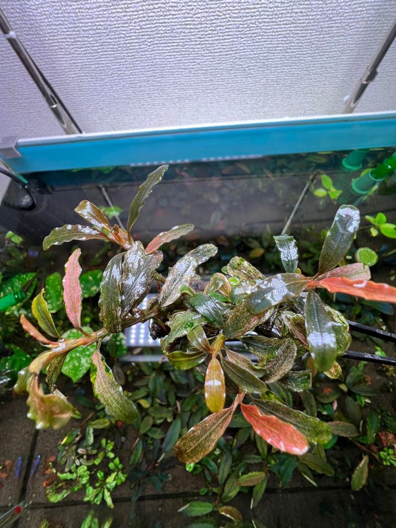 Bucephalandra sp. Varigata Pink 水中葉 6-7株