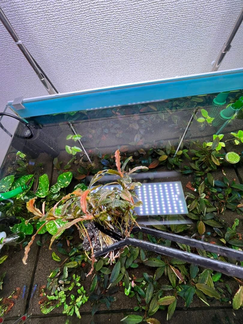 Bucephalandra sp. Varigata Pink 水中葉 6-7株