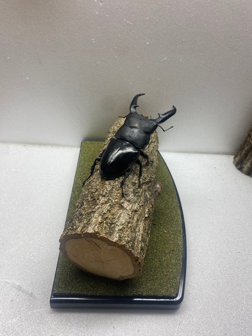 ラ*フ様 LIVE標本　パラワンオオヒラタ　109mm 超特大極太