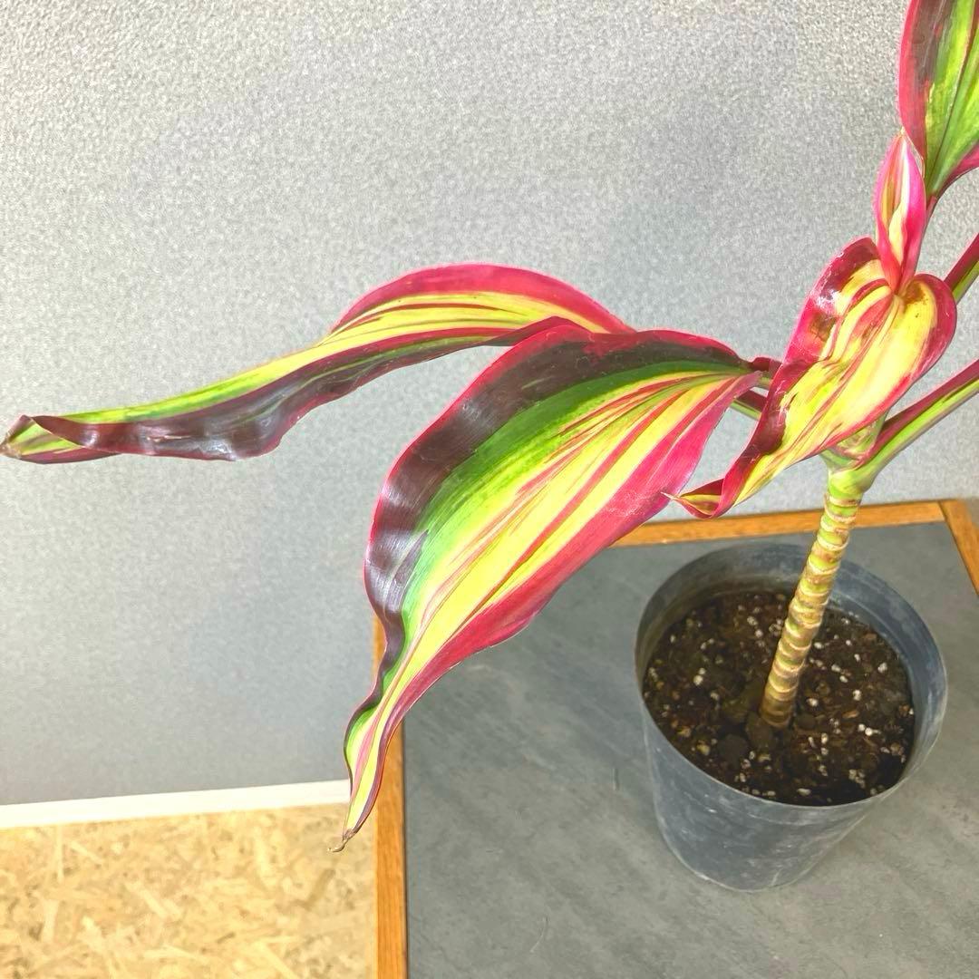 超希少❗️コルジリネ　ビリオンダイアモンド✨