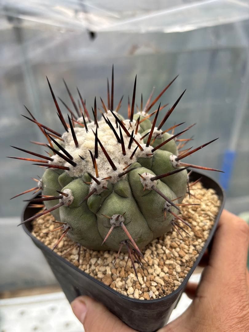 サボテン　黒王丸　台付