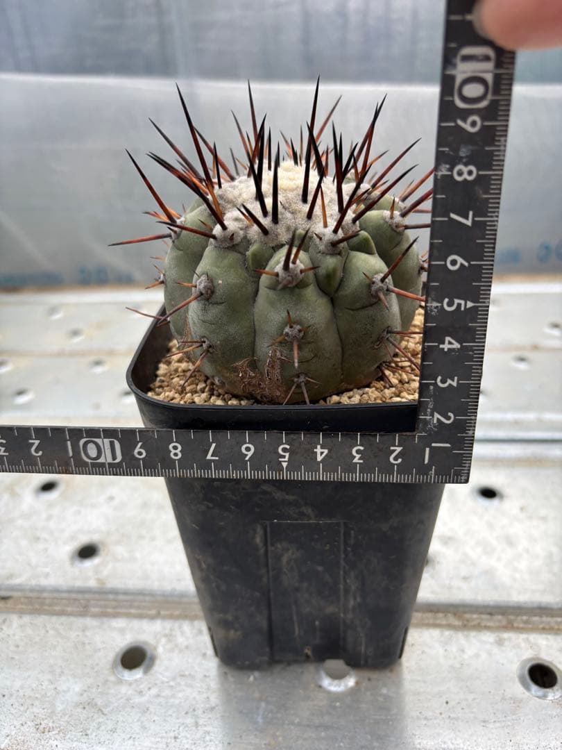 サボテン　黒王丸　台付