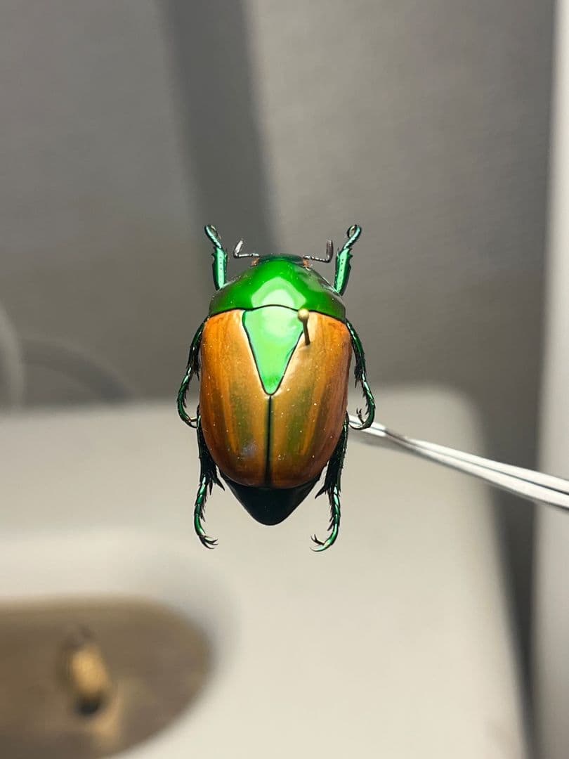 【深碧艶麗】フェスティバカメノコブイブイ 標本Macraspis プラチナコガネ