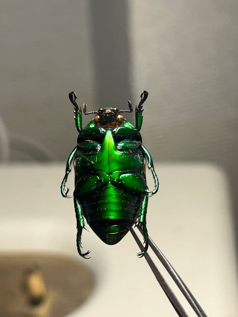 【深碧艶麗】フェスティバカメノコブイブイ 標本Macraspis プラチナコガネ