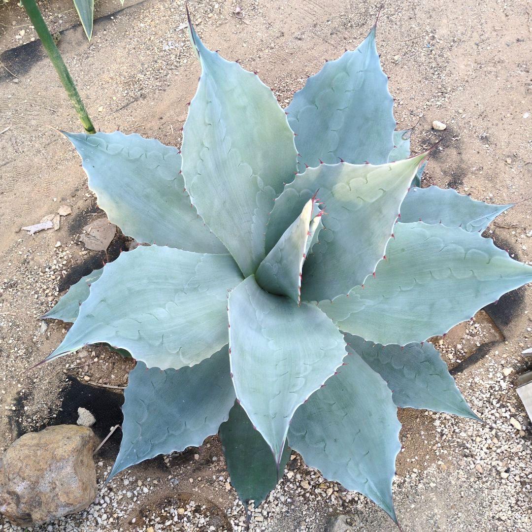D*o様 オバティフォリア　フロスティブルー　超特大約60cm　アガベ