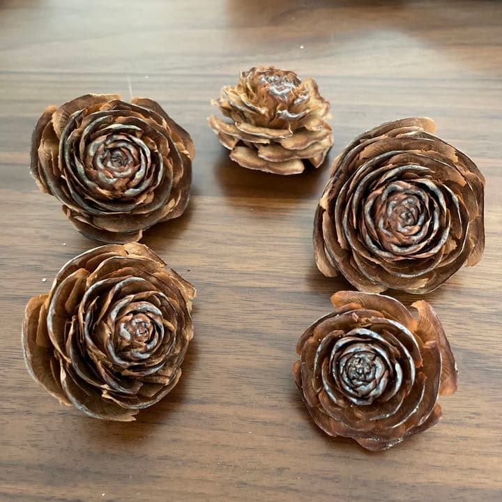 ヒマラヤスギの松ぼっくり全部セット