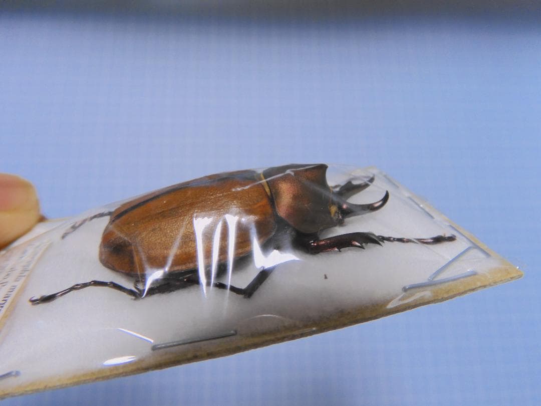 ブラジル産　マルガリータヒナカブト　42mm ブリード