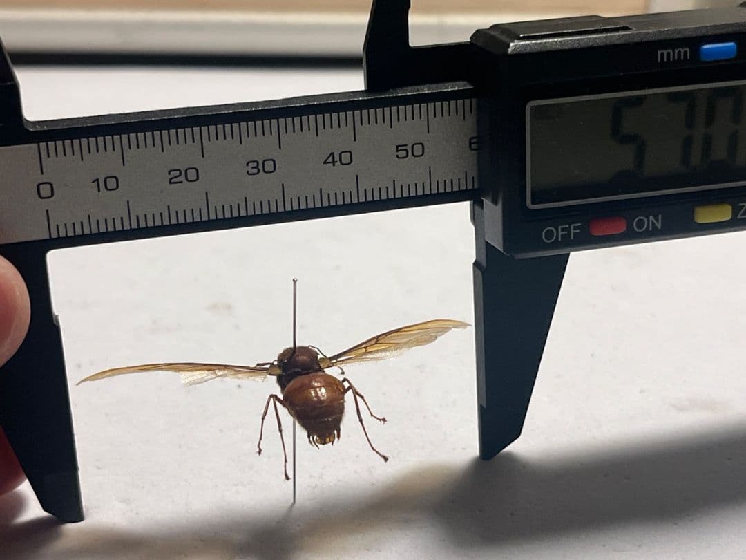 【開翅標本】ハキリアリの一種 オス Atta sp. ハチタランチュラホーク