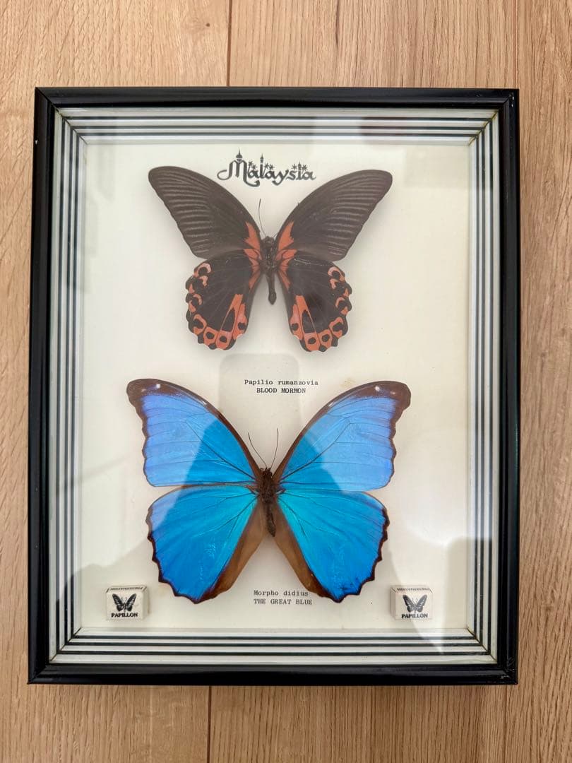 蝶昆虫標本 希少モルフォマレーシア PAPILLON 木製フレーム