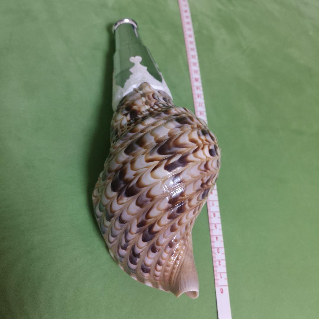 法螺貝　ホラ貝　クリスマス　プレゼント