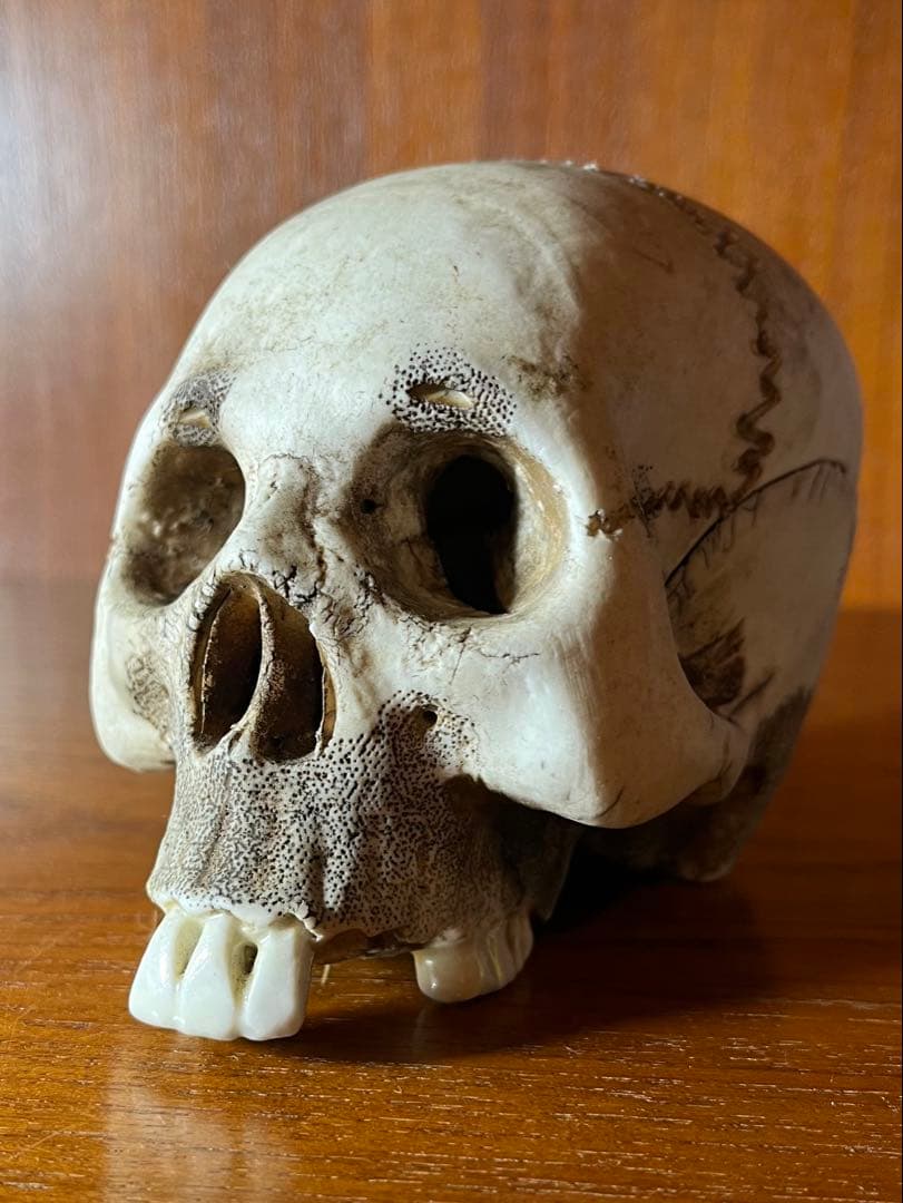 髑髏　骸骨　スカル　野晒し　陶器　昭和　骨董　アンティーク　ビンテージ　中