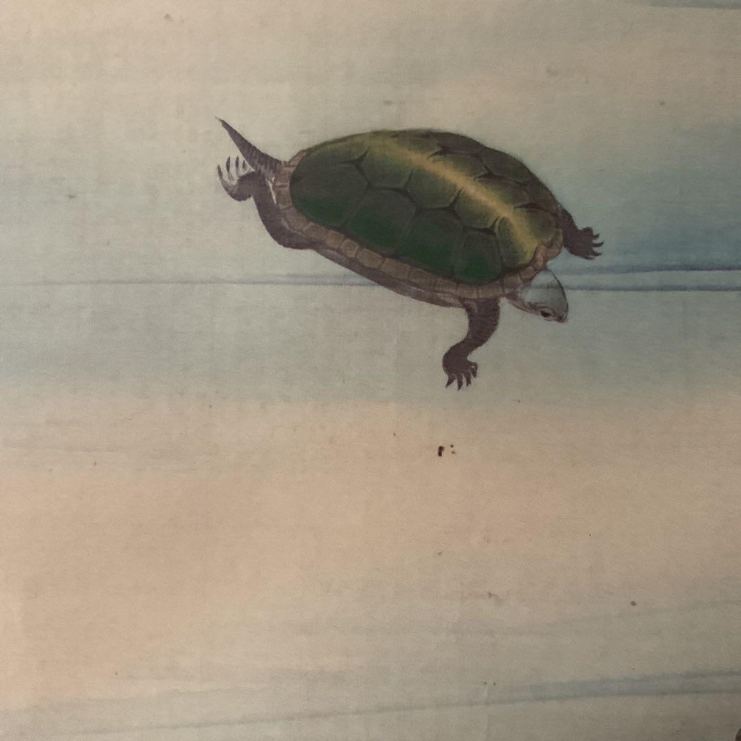 松村景文筆 複製掛軸復刻版 【青梅亀図 】 桐箱 タトウ箱付