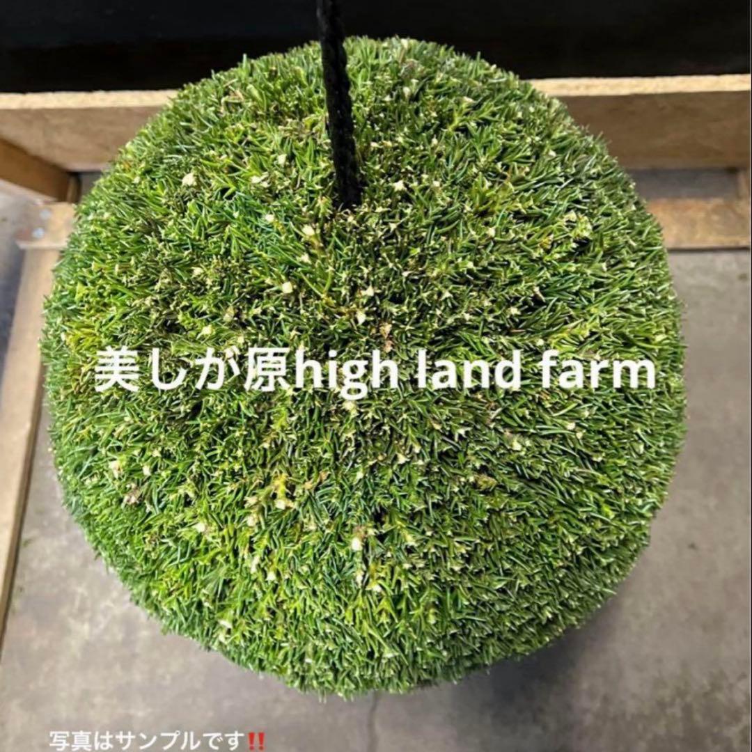 杉玉　約35センチ ‼️お客様ご注文品♪