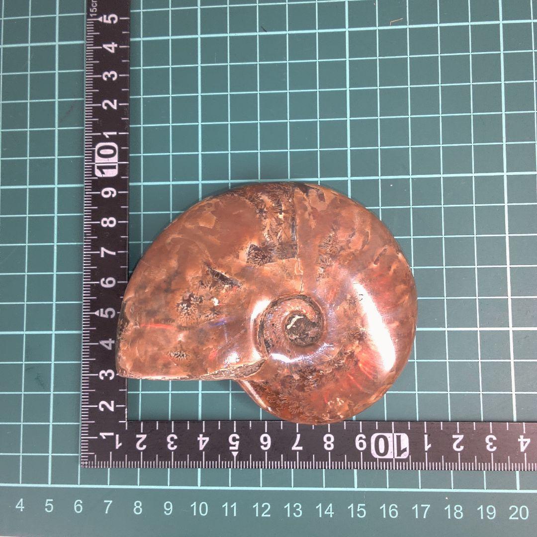 小物１ アンモナイト化石 光沢あり
