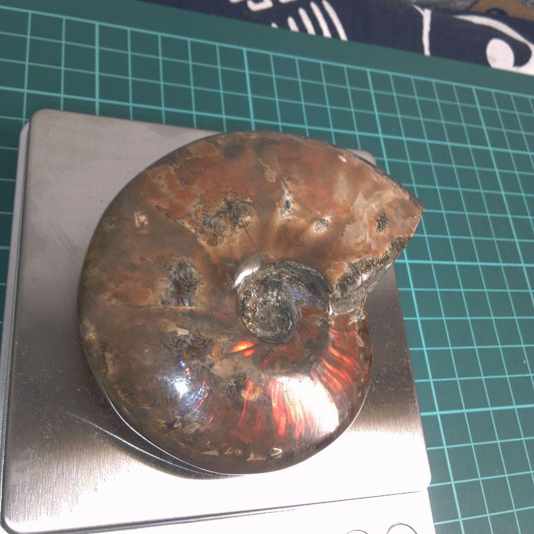 小物１ アンモナイト化石 光沢あり