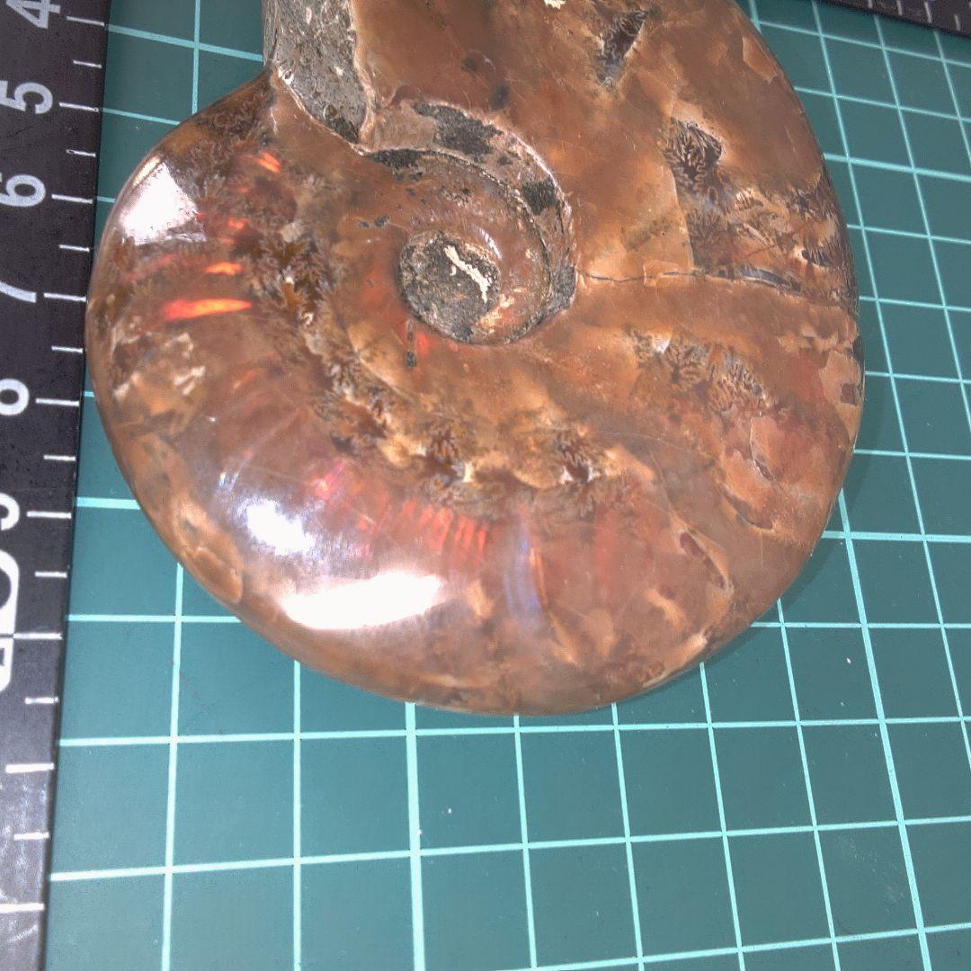 小物１ アンモナイト化石 光沢あり