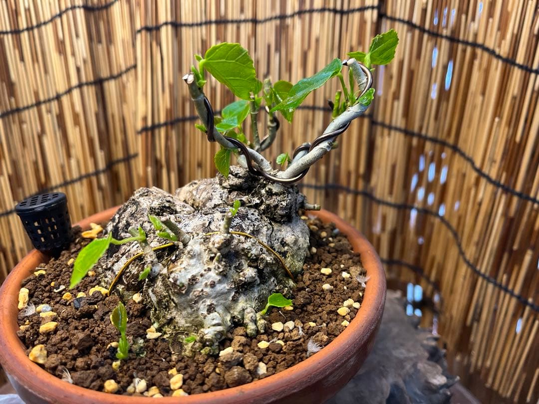 ✨✨✨オキナワイボオオハマボウ【◎良品素材】検/ハート葉happy♪セール♪