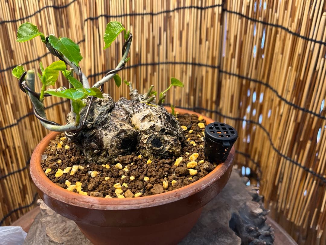 ✨✨✨オキナワイボオオハマボウ【◎良品素材】検/ハート葉happy♪セール♪