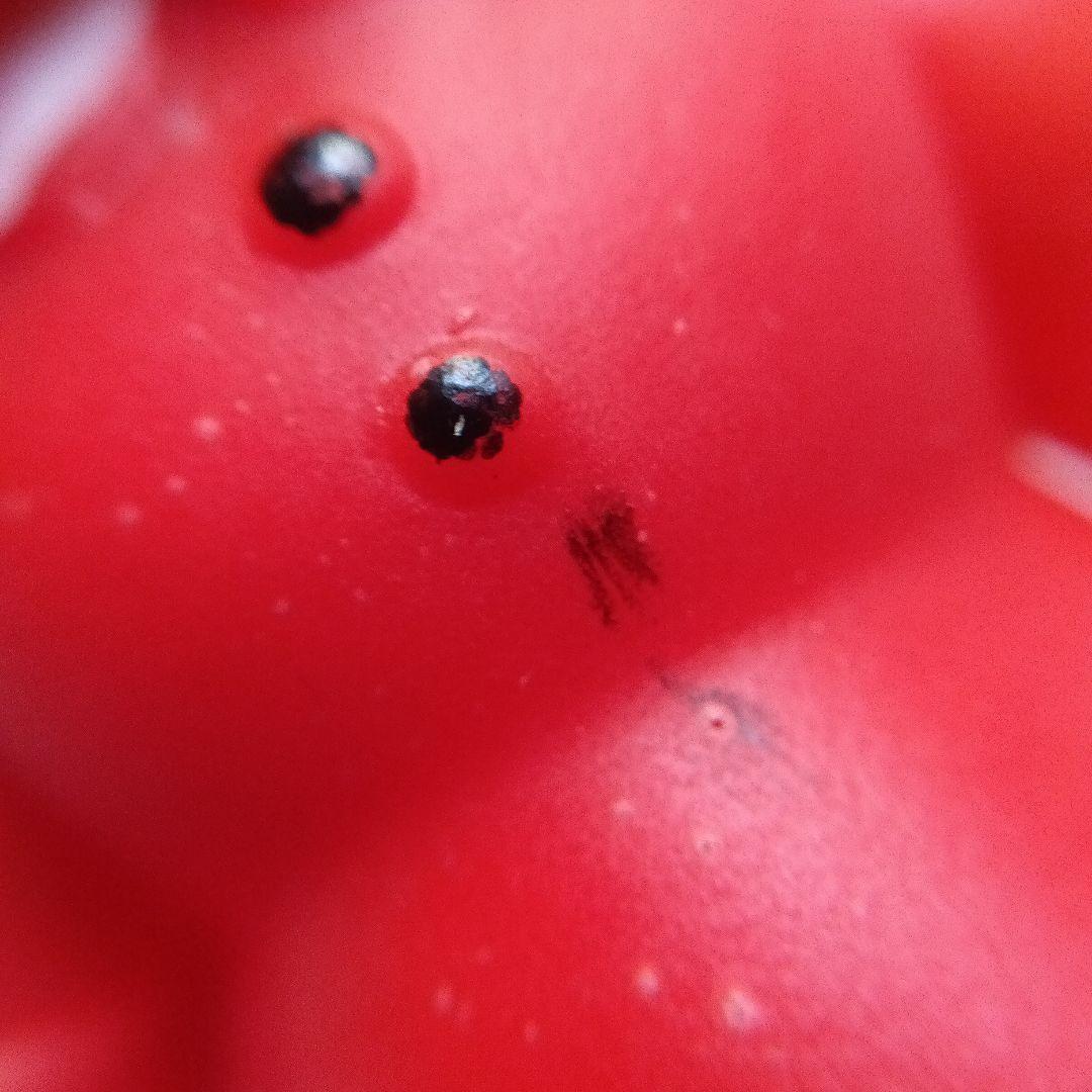 草原の少女　ローラ　日本アニメ企画　ソフビ　ソフトビニール　昭和レトロ