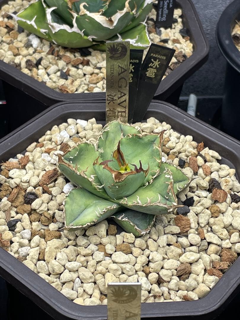 アガベ 冰雹 オテロイ チタノタ