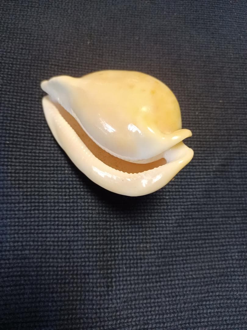 タカラガイ、貝殻