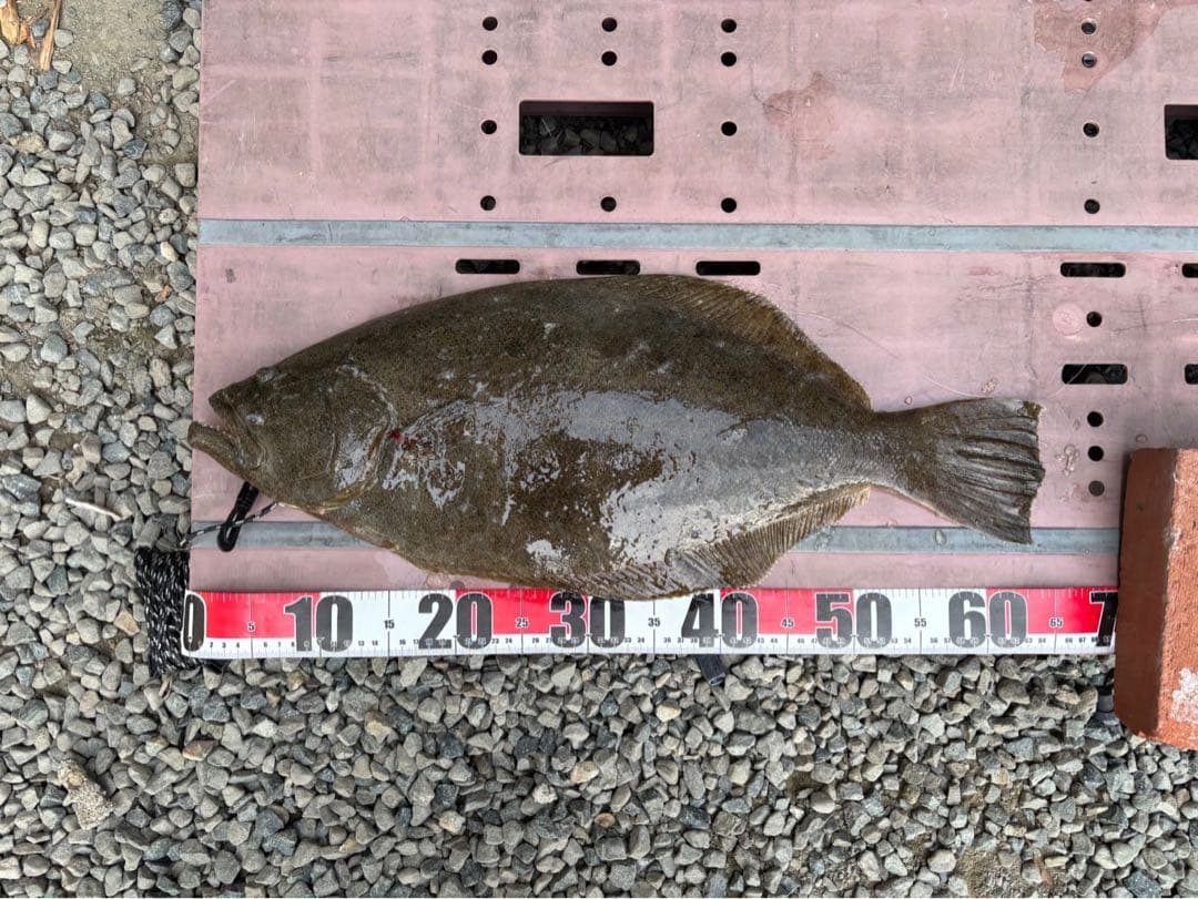 ジャックアイ　マキマキ　マキノミー　18個