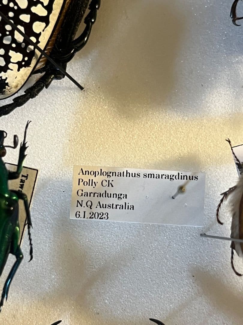 【奥行真紅】クリスマスビートル 標本オーストラリア産 プラチナコガネ カナブン