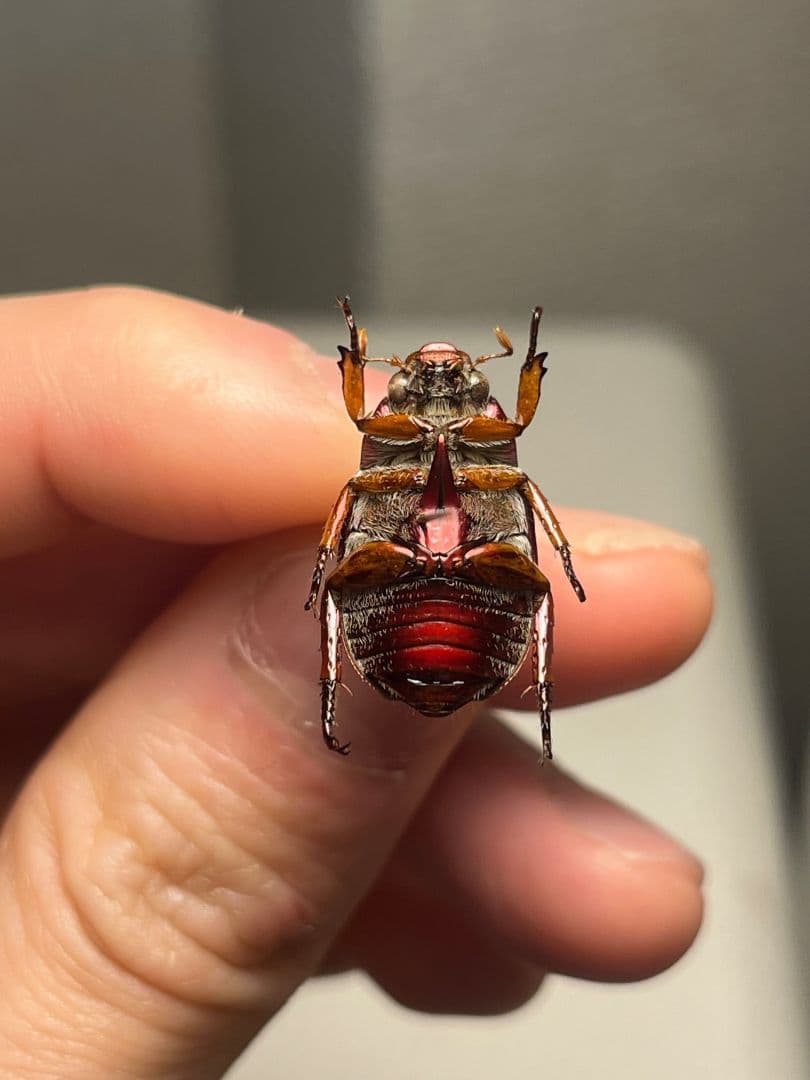 【奥行真紅】クリスマスビートル 標本オーストラリア産 プラチナコガネ カナブン