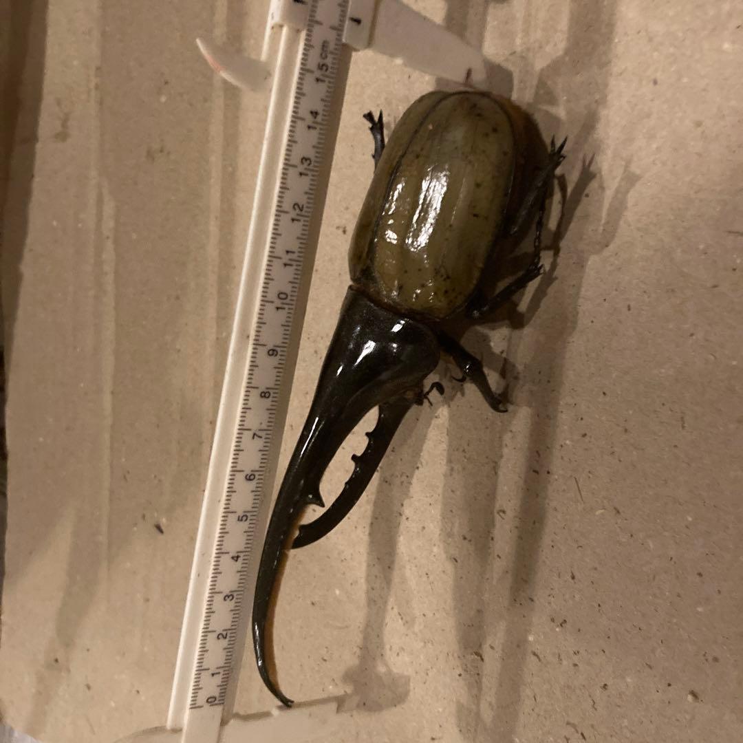 ☆4.乾燥標本ヘラクレスオス163㍉