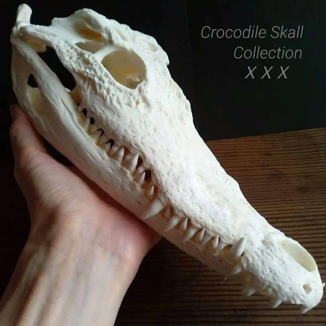 骨格　頭骨　ワニ　スカル　クロコダイル　美麗