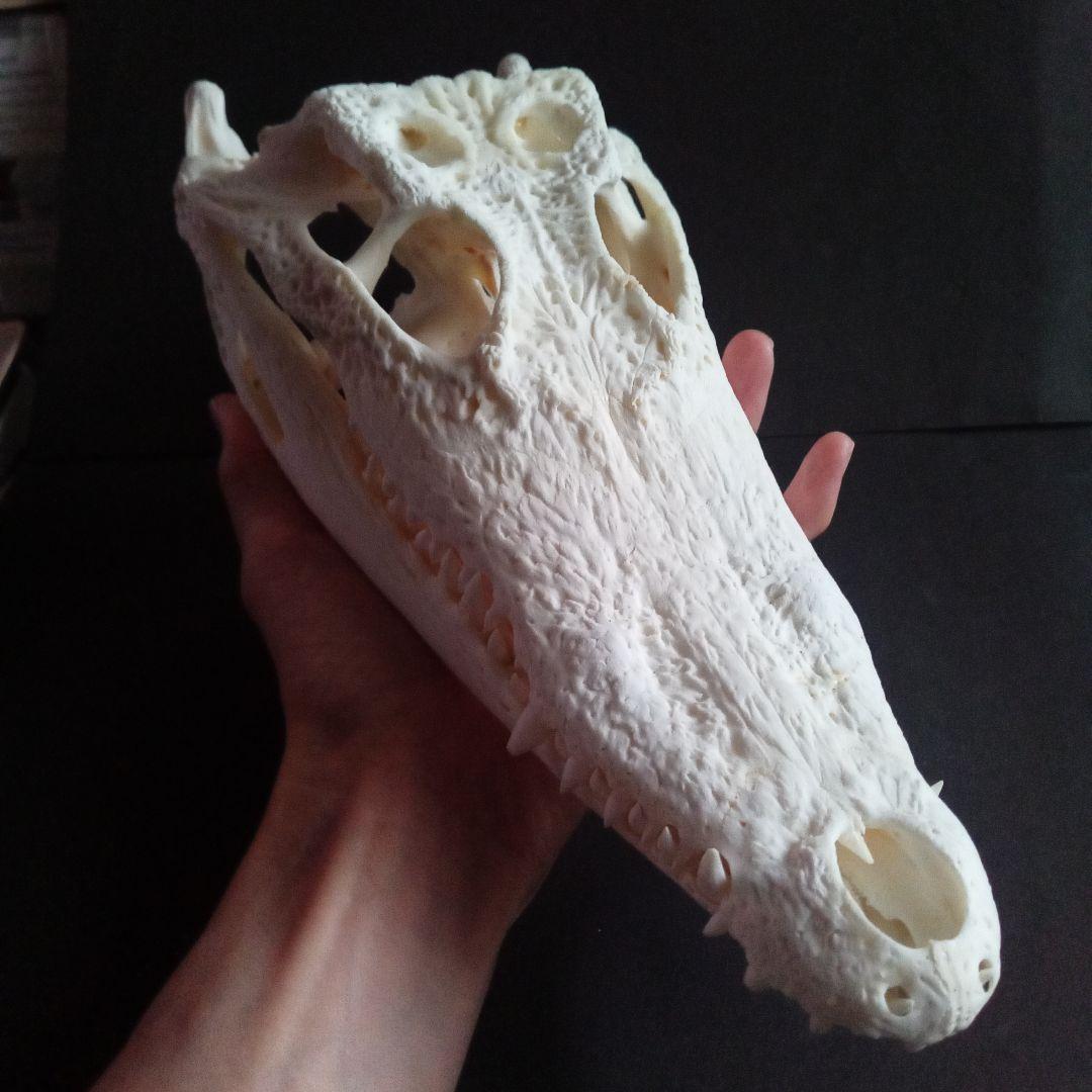 骨格　頭骨　ワニ　スカル　クロコダイル　美麗
