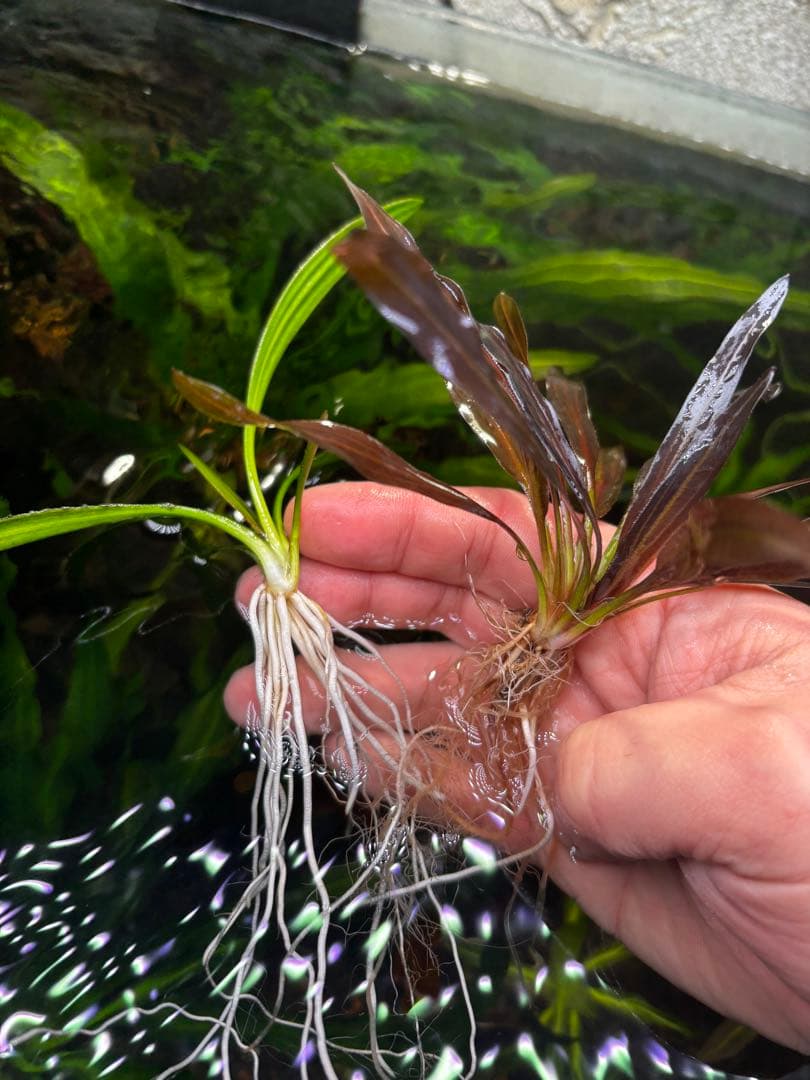 ちょこ　エキノ