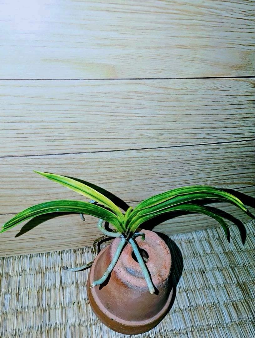 富貴蘭「李白」早い者勝ちのサービス商品♪