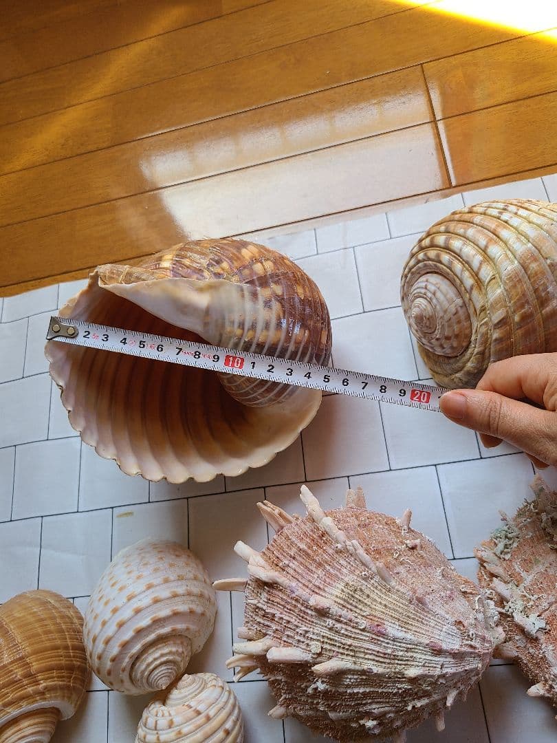 五島列島!特大! 貝殻　貝　標本　コレクション　タカラガイ　アンティーク　化石
