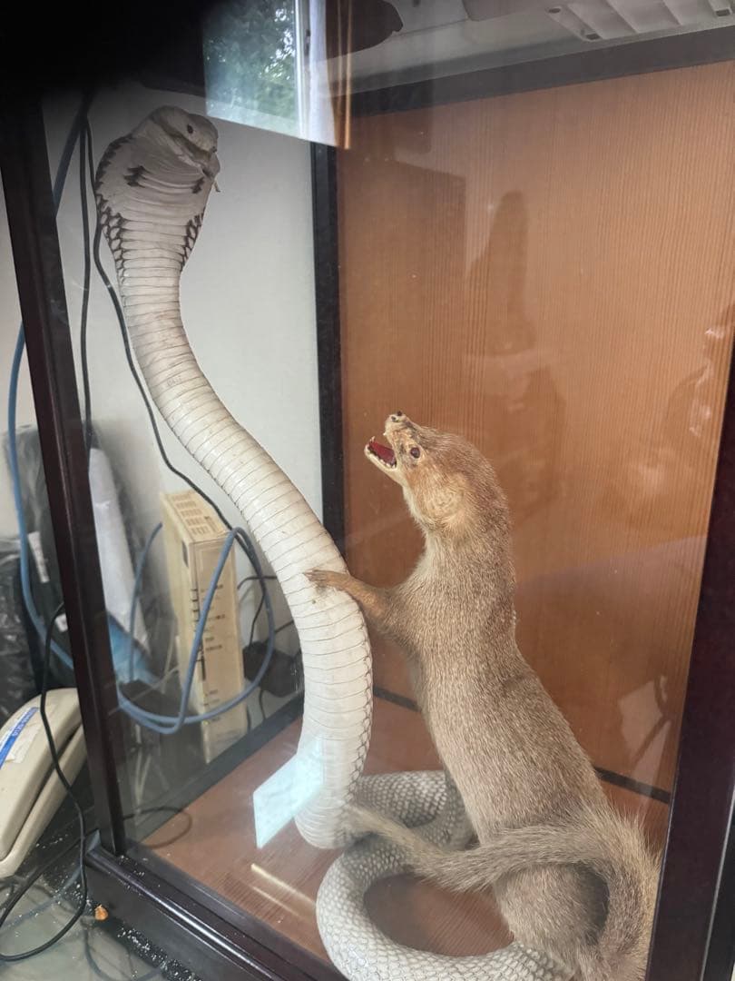 飼育用品 dry animals