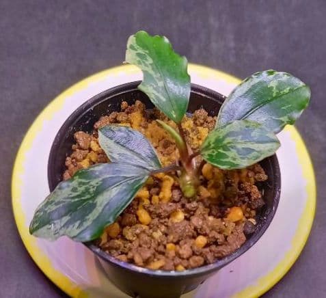 Bucephalandra sp. Motleyana Variegata　小株
