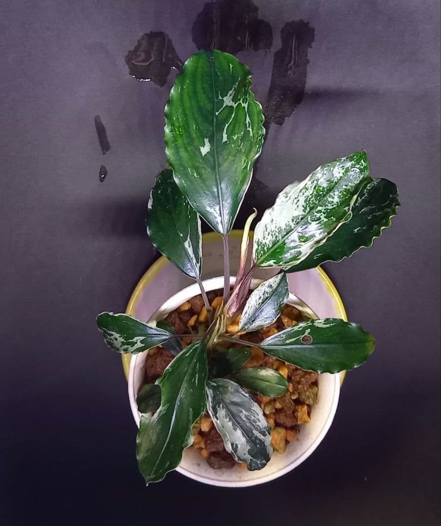 Bucephalandra sp. Motleyana Variegata　小株