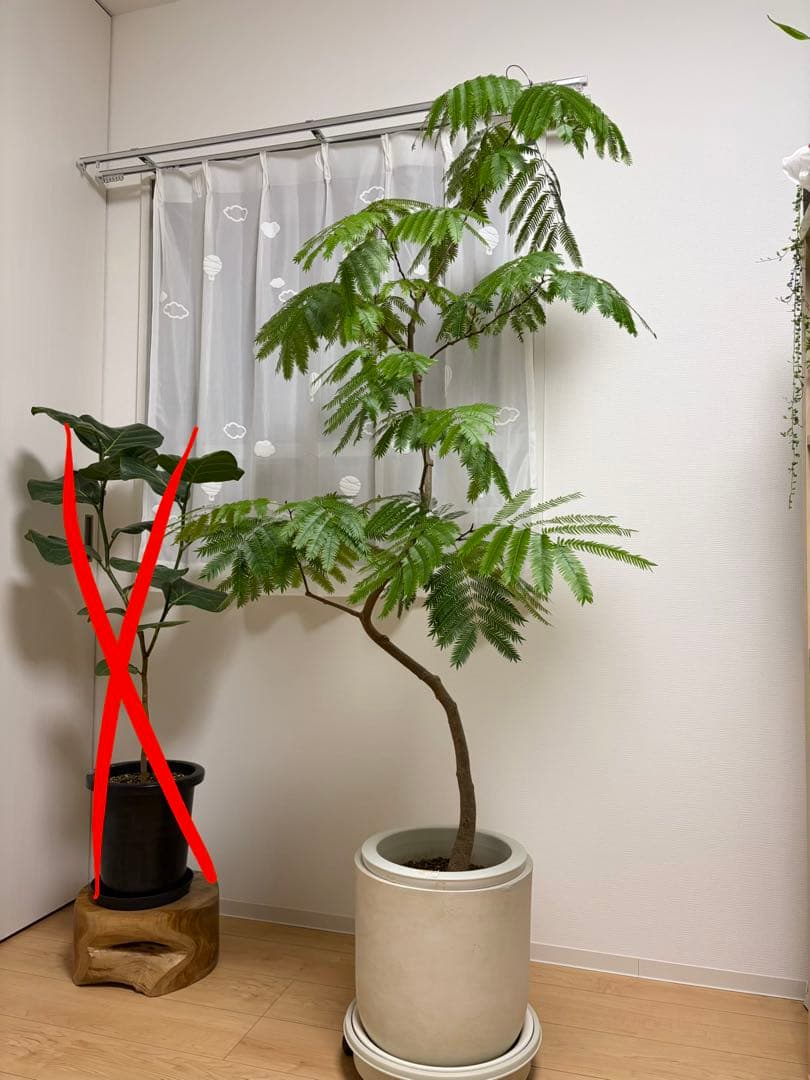 【直接取引のみ 東京都北区】エバーフレッシュ 観葉植物 約170cm プラ鉢のみ