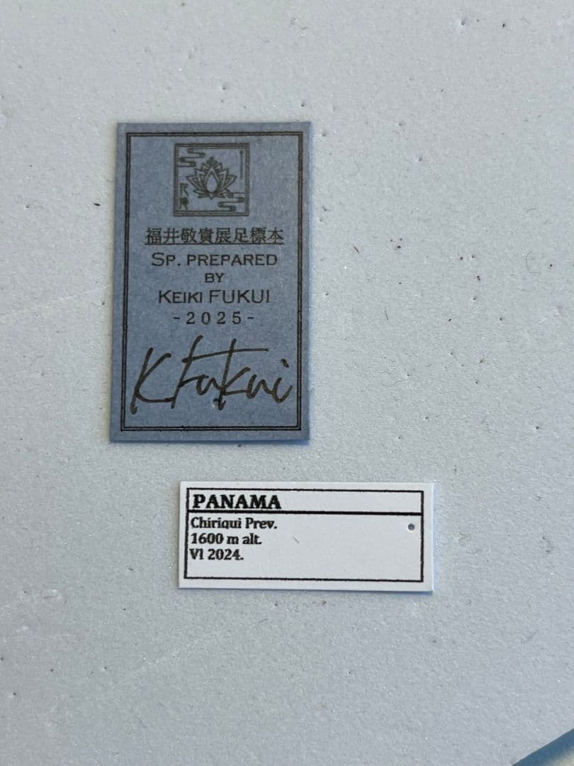 【最新作】ボウカルディプラチナコガネ Chrysina 頭が赤！昆虫標本