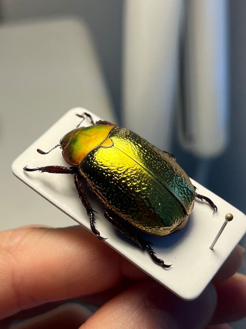 【最新作】ボウカルディプラチナコガネ Chrysina 頭が赤！昆虫標本