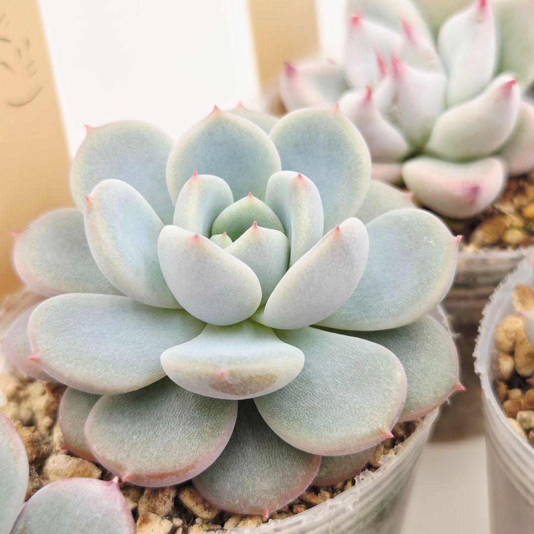 ひかる様 5苗 メルカリ便送料込