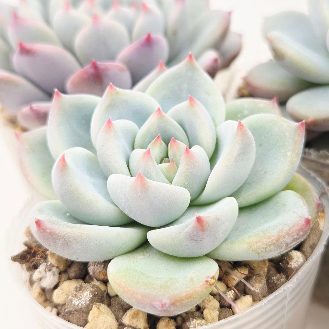 ひかる様 5苗 メルカリ便送料込