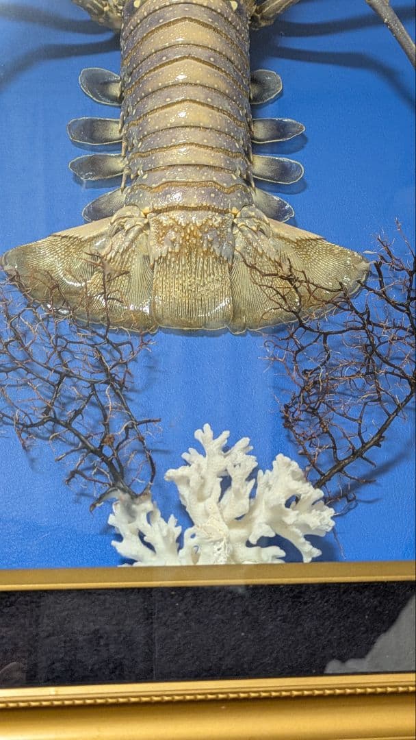伊勢海老剥製　標本　額装