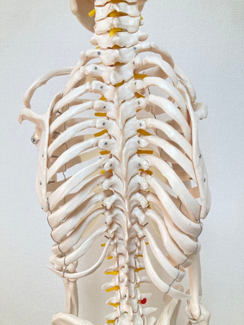 ☆レア 全身人体模型 骨格標本 約180cm 可動式 キャスター付き 医学 教材