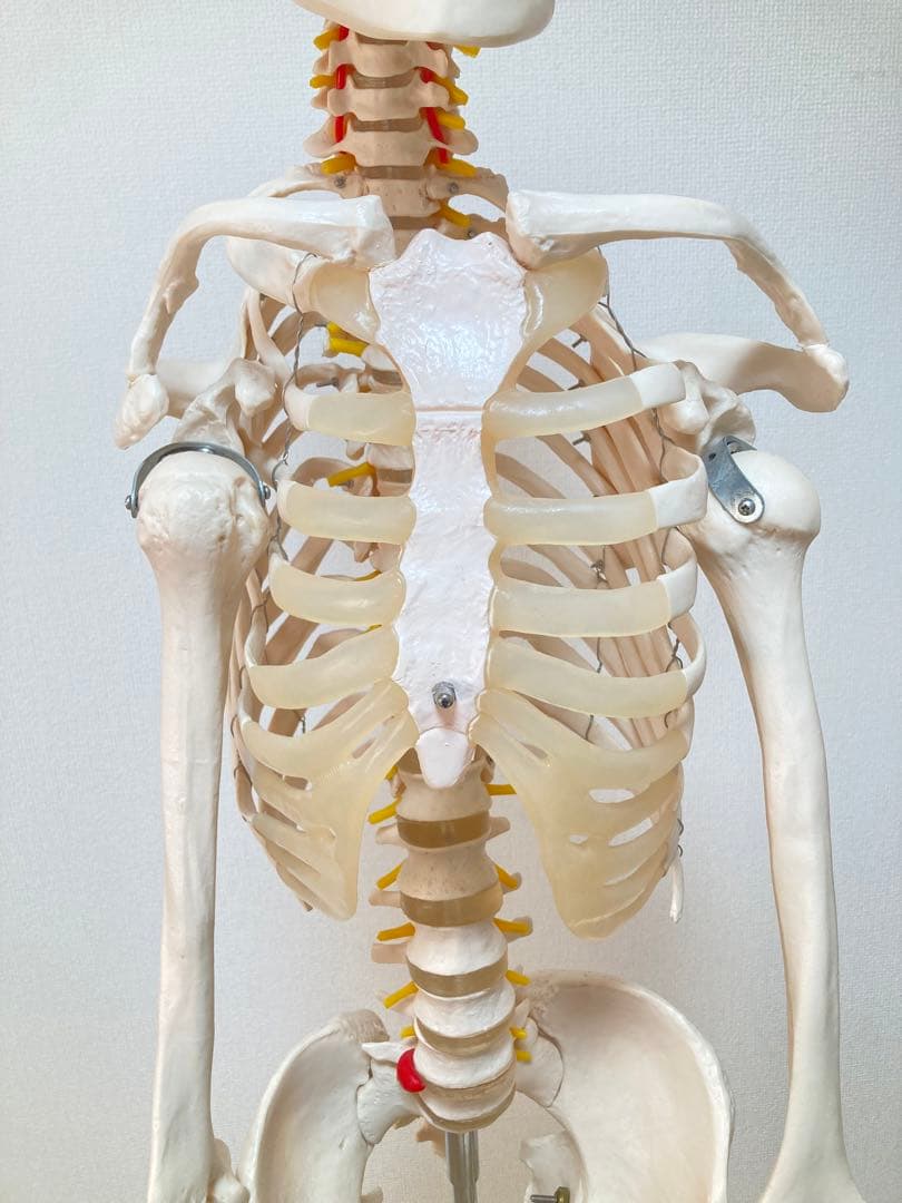 ☆レア 全身人体模型 骨格標本 約180cm 可動式 キャスター付き 医学 教材