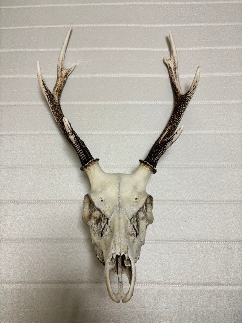 キュウシュウジカの角(頭骨付き)①